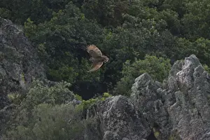 Adult Eurasian Eagle Owl hunting for food at dusk Monfrague Spain April to feed its chicks nearby