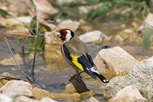 Adult European Goldfinch drinking at running water