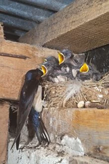 Adult feeding young swallows on the nest