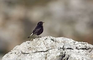 Images Dated 24th February 2006: Adult Female Black Wheatear - On rock, Ronda Spain April