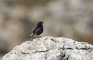 Images Dated 24th February 2006: Adult Female Black Wheatear - On rock, Ronda Spain April