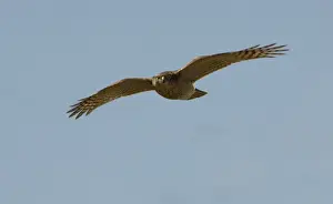 Gliding Prints: Adult female Eurasian Sparrowhawk Oxon September
