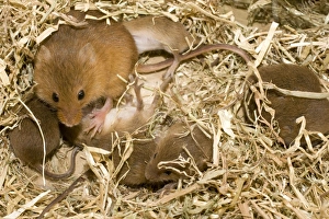 Harvest mice - on nest
