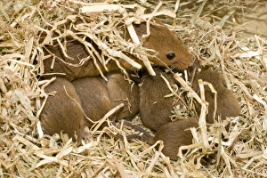Harvest mice - on nest