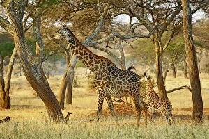Camelopardalis Gallery: Adult female and juvenile Giraffe, Giraffa