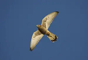 Adult female Lesser Kestrel In flight - Tarifa Spain April