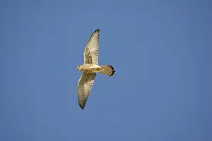 Adult female Lesser Kestrel In flight - Tarifa Spain April