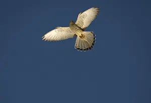 Adult female Lesser Kestrel In flight - Tarifa Spain April