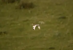 Bustards Prints: Adult Female Little Bustard in flight at dawn Extremadura Spain April