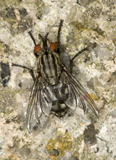 Images Dated 8th July 2005: Adult Flesh Fly - Breeds in carrion Gives birth to young larvae rather than eggs Location