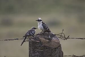 Adult Great Spotted Cuckoos