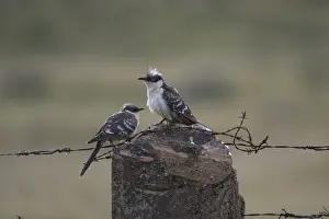 Cuckoos Prints: Adult Great Spotted Cuckoos Extremadura Spain April