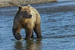 Juvenile Collection: Adult grizzly bear chasing fish, Lake Clark National Park and Preserve, Alaska
