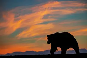 Grizzly Prints: Adult grizzly bear silhouetted on beach at sunrise