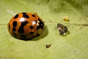 Images Dated 6th June 2009: Adult Harlequin Ladybird with newly hatched larvae and eggs