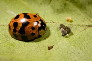 Adult Harlequin Ladybird with newly hatched larvae and eggs. UK