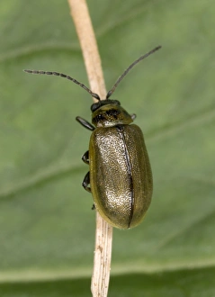 Images Dated 11th June 2005: Adult Heather Beetle - Damages native Heather in Scotland Location: Scotland, UK