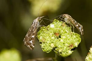Adult Karoo moth visiting flower of plakkiebos (Crassula cultrata)