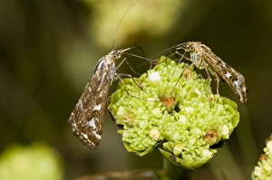 Adult Karoo moth visiting flower of plakkiebos (Crassula cultrata) Adult Karoo moth visiting flower of plakkiebos (Crassula cultrata)