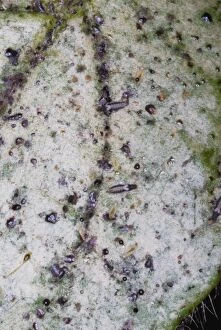 Adult and larval thrips on leaf, showing characteristic silvering of leaf surface due to their feeding activities