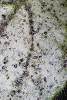 Grub Prints: Adult and larval thrips on leaf
