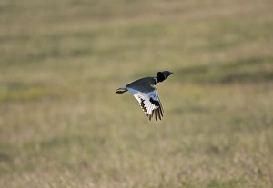 Images Dated 17th April 2007: Adult Little Bustard in flight at dawn Extremadura Spain April