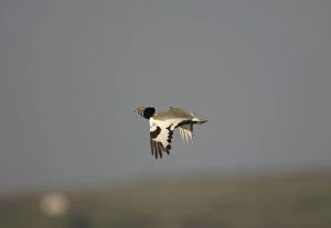 Images Dated 17th April 2007: Adult Little Bustard in flight at dawn Extremadura Spain April