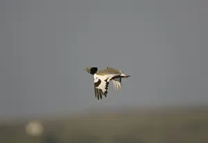 Adult Little Bustard in flight at dawn Extremadura Spain April