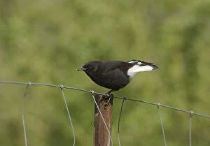 Images Dated 4th April 2006: Adult male Black Wheatear
