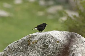 Wheatear Prints: Adult Male Black Wheatear - On rock, Ronda Spain April