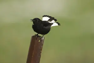 Wheatear Prints: Adult Male Black Wheatear - Ronda Spain April