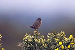 Images Dated 10th April 2007: Adult male Dartford Warbler New Forest UK April