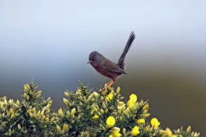 Images Dated 10th April 2007: Adult male Dartford Warbler New Forest UK April