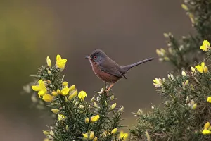 Images Dated 10th April 2007: Adult male Dartford Warbler New Forest UK April