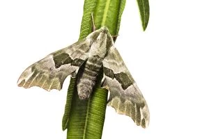 An adult male of lime hawk-moth (Mimas tiliae) agains a