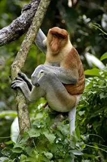 Adult male of Proboscis monkey doses in early morning, hanging to a tree near Kinabatangan river; typical; Sabah, Borneo, Malaysia; June. Ma39. 3130