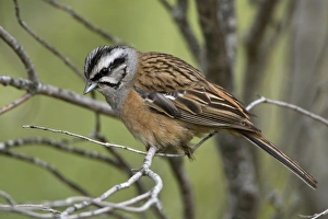 Images Dated 27th April 2007: Adult male Rock Bunting Spain April