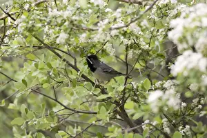 Ruppells Prints: Adult Male Ruppell's Warbler - Turkey May
