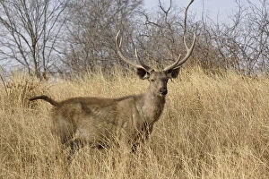 Images Dated 9th June 2010: Adult male, Sambar deer, Ranthambore National