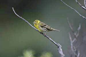 Images Dated 26th April 2007: Adult male Serin singing on territory Spain April