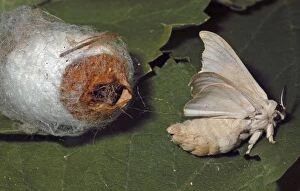 Adult male silkmoth emerging from coccoon