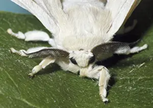 Adult male Silkmoth showing functionless wings and highly sensitive antennae