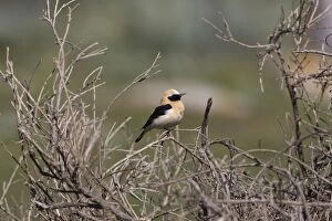 Images Dated 2nd April 2008: Adult male Western Black-eared Wheatear Tarifa Spain April