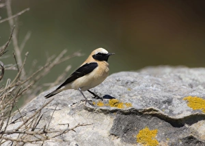 Images Dated 2nd April 2008: Adult male Western Black-eared Wheatear Tarifa Spain April