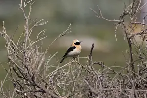 Wheatear Prints: Adult male Western Black-eared Wheatear Tarifa Spain April