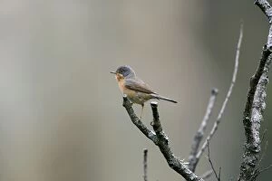 Images Dated 26th April 2007: Adult Male Western Subalpine Warbler Spain April