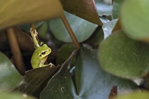 Anura Gallery: An adult of Mediterranean tree frog or stripeless tree f