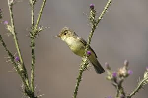 Adult Melodious Warbler