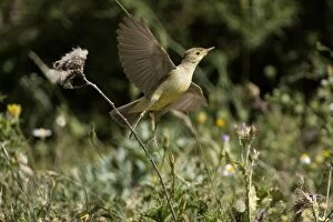 Adult Melodious Warbler - Taking flight