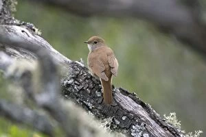 Images Dated 26th April 2007: Adult Nightingale
